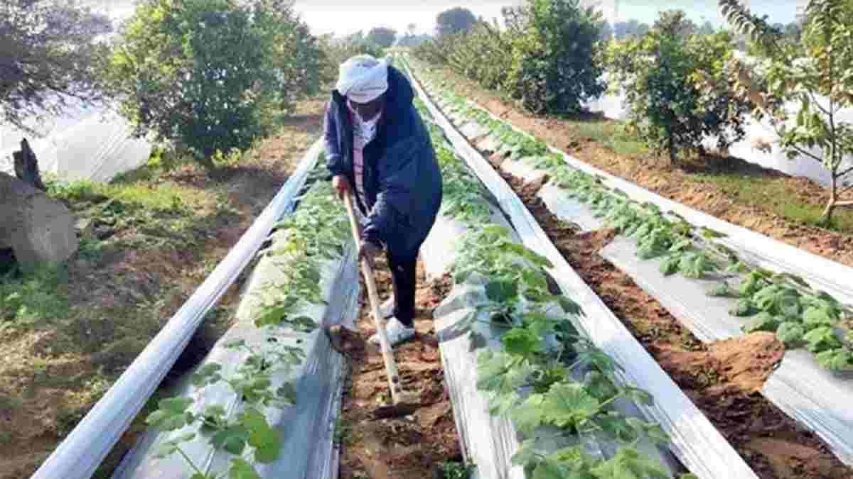 चरखी दादरी में जैविक सब्जियों की खेती करके लाखों कमा रहा पवन, चौतरफा बना चर्चा का विषय Organic Farming