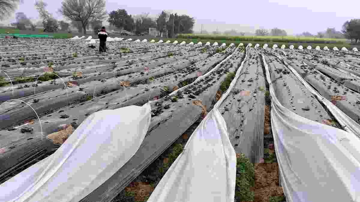 महेंद्रगढ़ के M.Sc पास किसान ने रेतीले टीलों में उगाई स्ट्रॉबेरी, आज लाखों में हो रही कमाई Straberry Mahendragarh Deepak