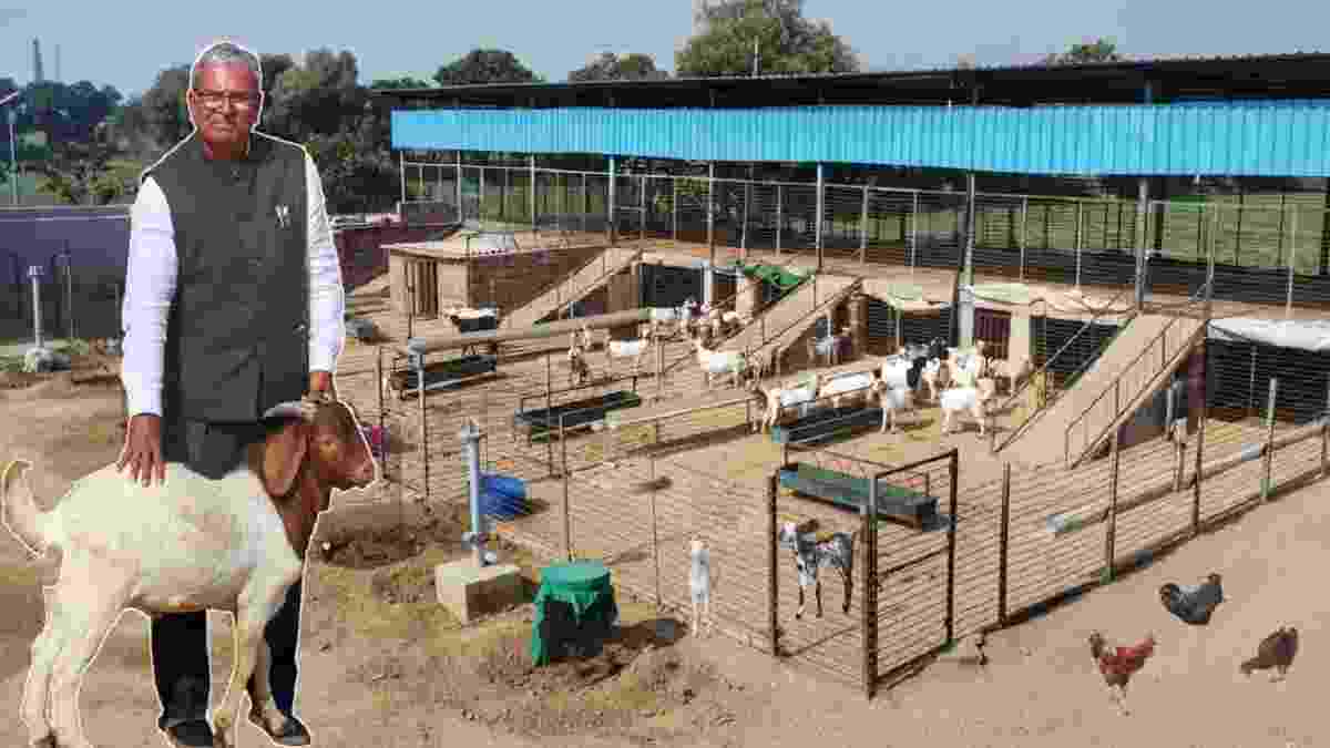 हरियाणा में एक मास्टर का फार्म-हाउस बना चर्चा का विषय, देखने को मिलेगी अरब की भेड़-बकरी और तुर्किये के मुर्गे Hansaka Master Farm