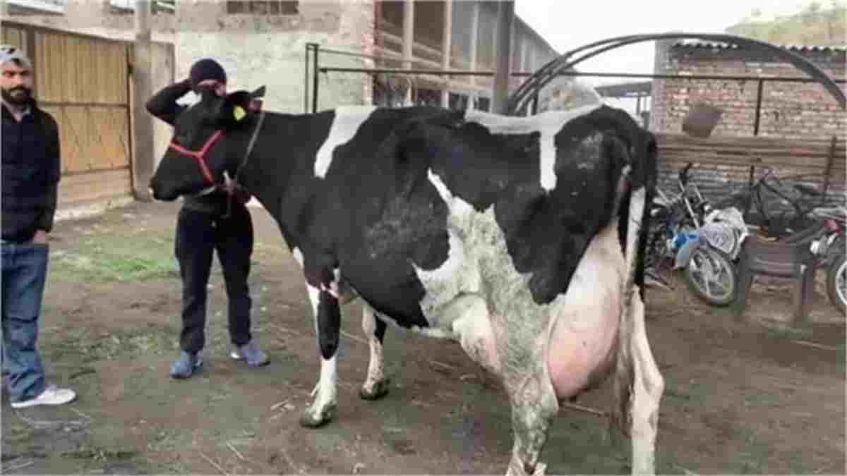 करनाल की चैंपियन शकीरा गाय ने 24 में घंटे में दिया 80 लीटर दूध, पूरे एशिया में बनाया रिकॉर्ड Shakira Cow Karnal