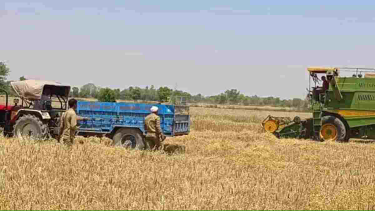 हरियाणा में गेहूं किसानों को झटका, बिजली शॉर्ट सर्किट से जली फसल का नहीं मिलेगा मुआवजा Gehu Wheat