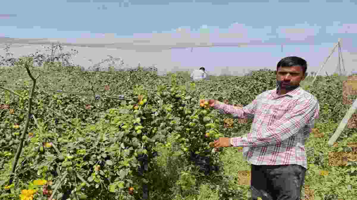 हरियाणा के किसान रविंद्र ने एप्पल बेर की खेती से चमकाई अपनी किस्मत, आज लाखों में पहुंची कमाई Ravindra Chahar Charkhi Dadri