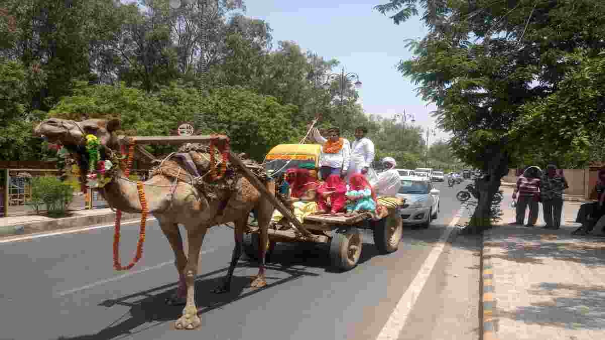 हरियाणा: हिसार लोकसभा के प्रत्याशी की थप्पड़- मुक्कों से धुनाई, ऑटो सवार युवकों से हुई थी कहासुनी Hisar Camel