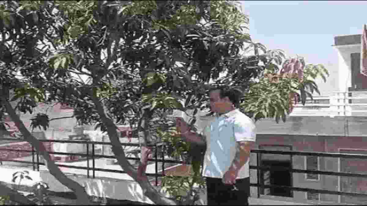 पेड़ को बचाने के लिए शख्स ने कर दिया गजब काम, 17 साल पुराने पेड़ को बचाने के लिए कटवा दी घर की छत Karnal Tree compressed