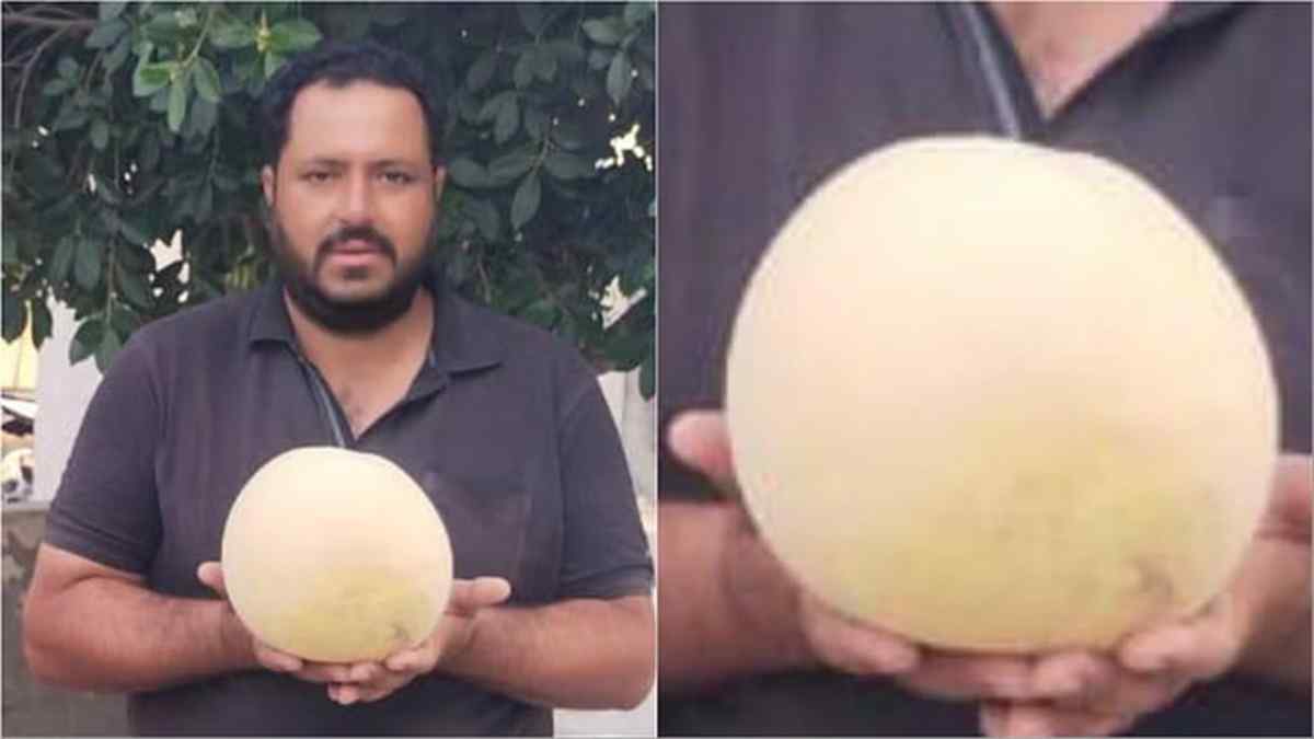 हरियाणा के किसान ने खेत में उगाया साढ़े 3 किलो का खरबूजा, मिठास के दीवाने हुए लोग Kharbooja Kaithal