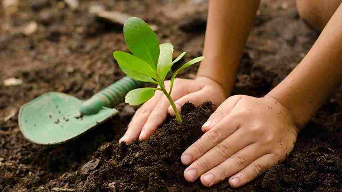 प्रकृति की सुंदरता बढ़ाएगी हरियाणा सरकार, पंचायती जमीन पर लगाएं जाएंगे पेड़- पौधे Ped Paudha Tree