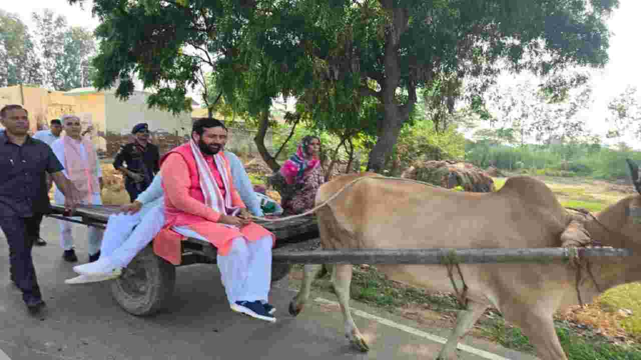 हरियाणा CM ने अपनी सादगी से लूटी महफ़िल, लग्जरी गाड़ी छोड़कर चलाई बैलगाड़ी Nayab Saini Bailgaadi