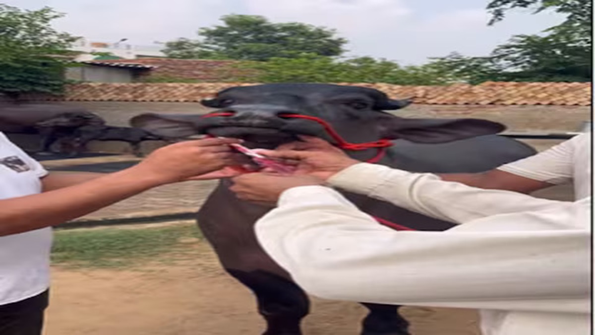भैंसे के 1 साल का होने पर खुशी से उछल पड़ा किसान, जन्मदिन पर काटा केक; दिया पूरे गांव को न्योता Rewari Kisan