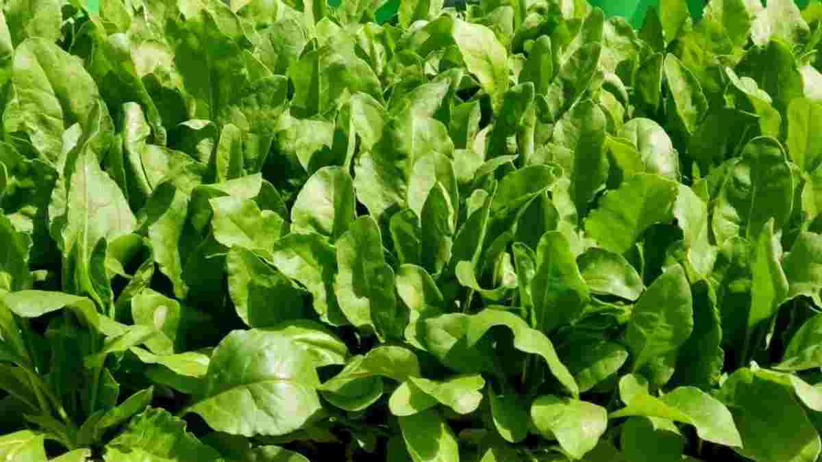 फरीदाबाद: कुबेर के खजाने खोल देती है यह फसल, मामूली सी लागत में देती है भरपूर मुनाफा; महज 35 दिन में होती है तैयार Palak