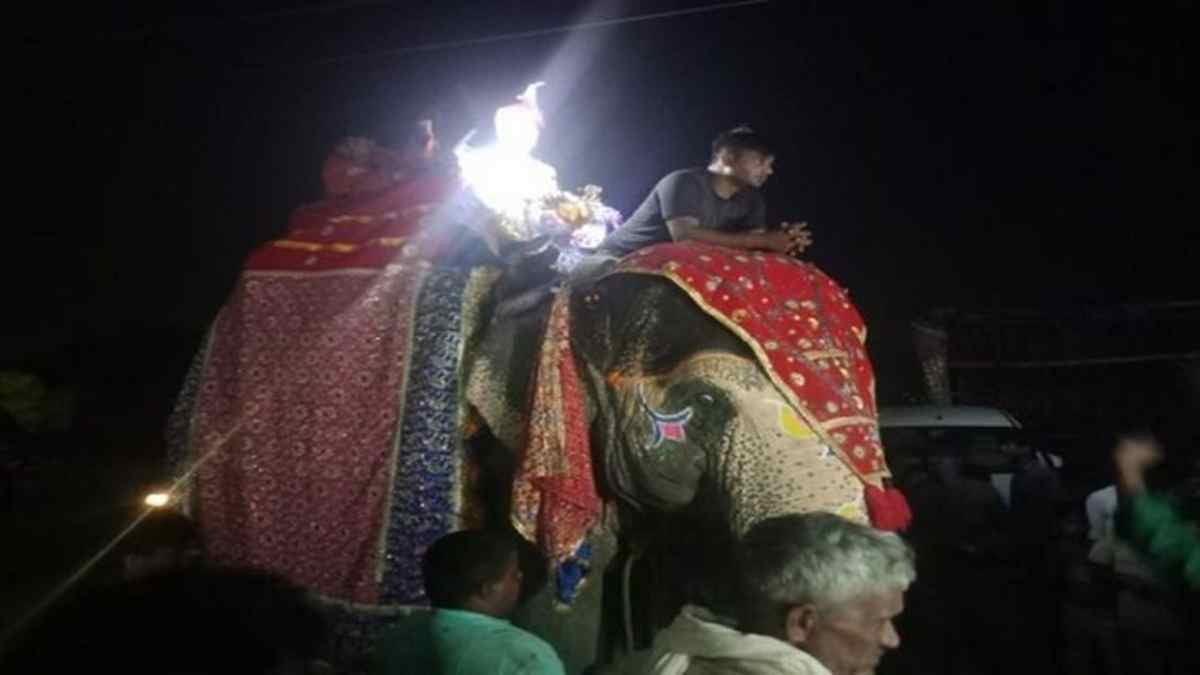 हरियाणा की शाही ठाठ- बाट की शादी में हाथी पर बैठकर पहुंचा दूल्हा, दहेज में शगुन के तौर पर लिया मात्र 1 रूपया Mahendragarh Shadi 1