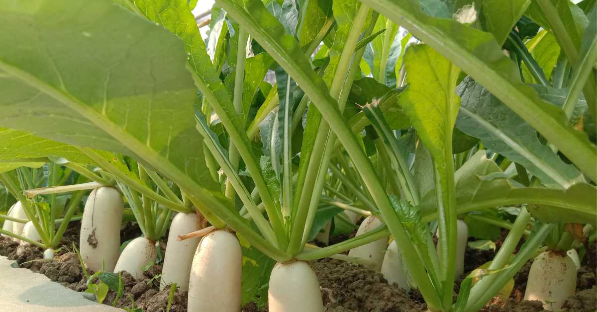 हरियाणा में इस फसल की खेती से किसान कमा रहे 'मोटा पैसा', महज 3 महीने में होती है फसल तैयार Mooli Ki Kheti