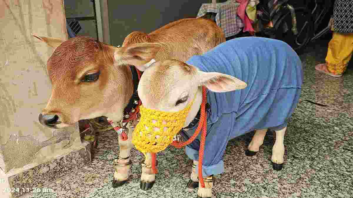 हरियाणा की 22 इंच की ये दो दुर्लभ गाय बनी चर्चा का विषय, देखने वालों क़ा लगा तांता Nuh Cow