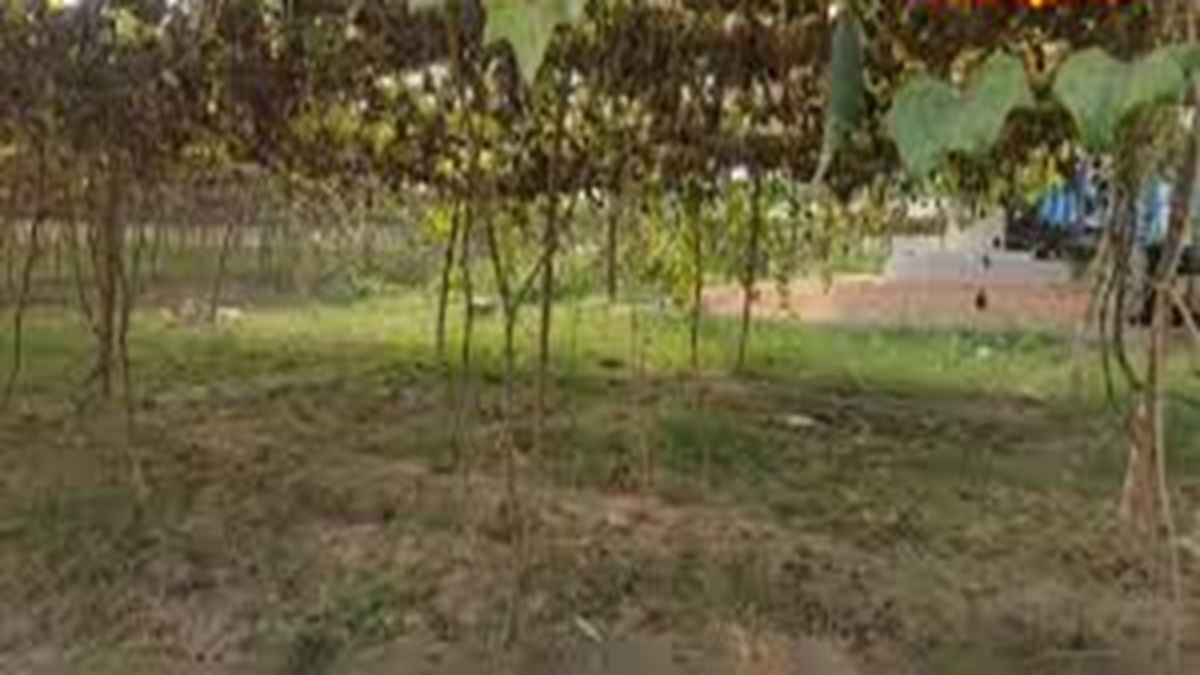 हरियाणा में बांस के ढांचे पर बेल वाली सब्जियों की खेती, किसानों को मिल रहें 2 बड़े फायदे download