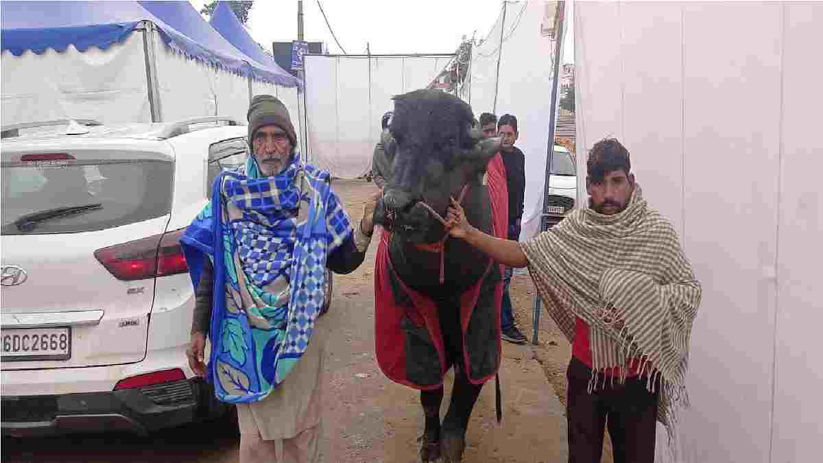 पशु मेले में छाया हरियाणा का साढ़े 5 फीट उंचा भैंसा धर्मेंद्र, खुराक जानकार रह जाएंगे दंग Dharmendra Kurukshtra Buffalo compressed