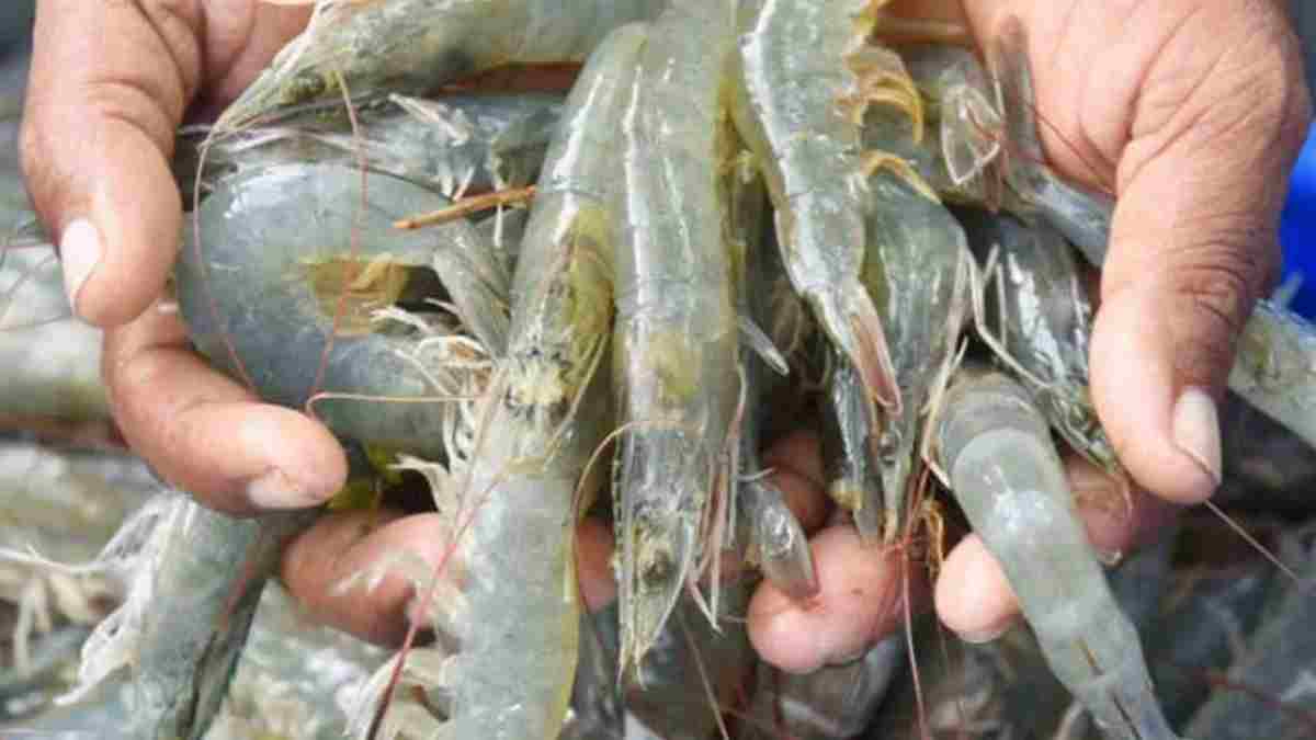 हरियाणा में मत्स्य पालन को मिलेगा बढ़ावा, झींगा मछली पालन को प्रोत्साहन देने वाली योजना बनाएगी सरकार Lobster Jhinga Machli Fish