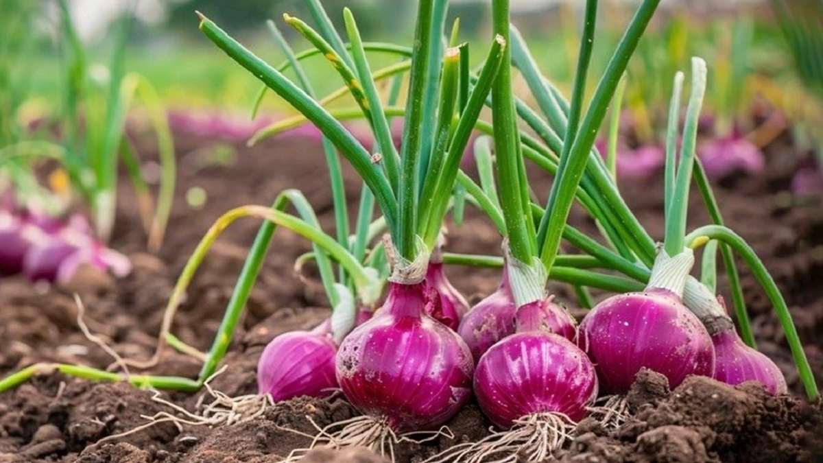 प्याज की नई किस्म L- 883 ईजाद, 325 क्विंटल प्रति एकड़ तक उत्पादन; इस तारीख तक करें बिजाई Pyaj Onion Kheti