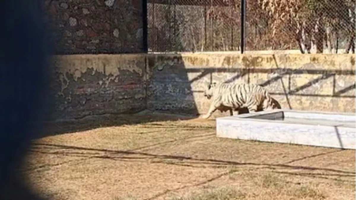 रोहतक चिड़ियाघर की रौनक बढ़ाएगा 220 किलो वजनी सफेद टाइगर, जानें कब से दीदार कर सकेंगे पर्यटक Tiger