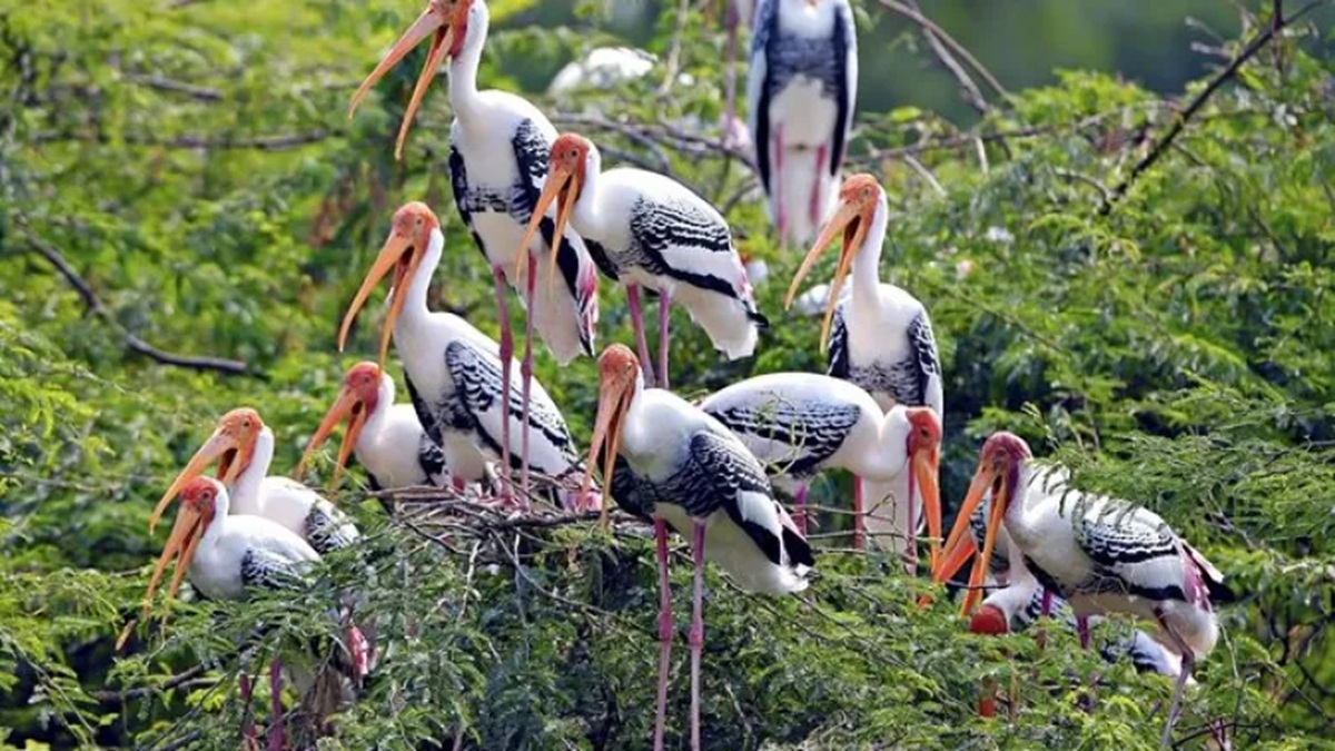 हरियाणा के इस गांव में बर्ड सेंचुरी बनाने की तैयारी, विदेशी पक्षियों की मिली 19 प्रजाति Bird Sanctuary