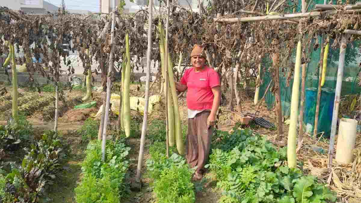 हरियाणा के किसान ने उगाई 6 फीट लंबी घीया, देश के पहले राष्ट्रीय पुरस्कार विजेता; जहर मुक्त खेती को बढ़ावा देना लक्ष्य Haryana Kisan News
