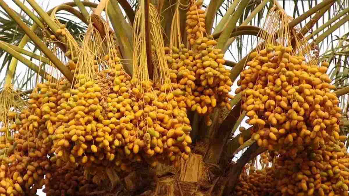 हरियाणा के सूखाग्रस्त इलाकों में होगी सऊदी अरब के बरही खजूर की खेती, डेढ़ लाख रूपए तक सब्सिडी देगी सरकार Khajur Ki Kheti