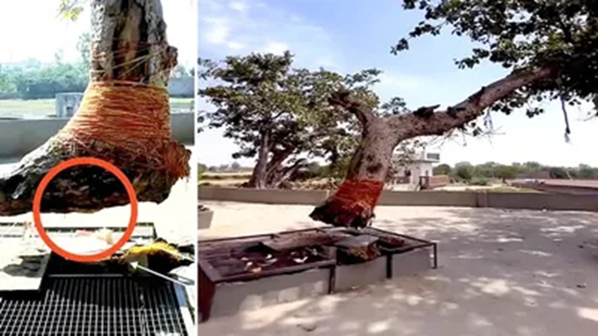 हिसार में रहस्यमई पेड़ जो सालों से हवा में लटका, चमत्कार या विज्ञान... दूर-दूर से आशीर्वाद लेने आते हैं लोग Ped Tree
