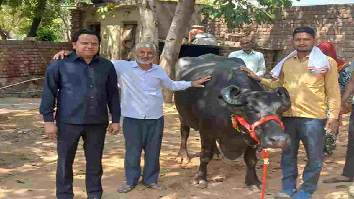 हरियाणा में 5.11 लाख में बिकी मुर्रा नस्ल की भैंस, रोजाना देती है 25 लीटर दूध; मालिक को सताने लगा था चोरी का डर Bhais Buffalo Mahendragarh