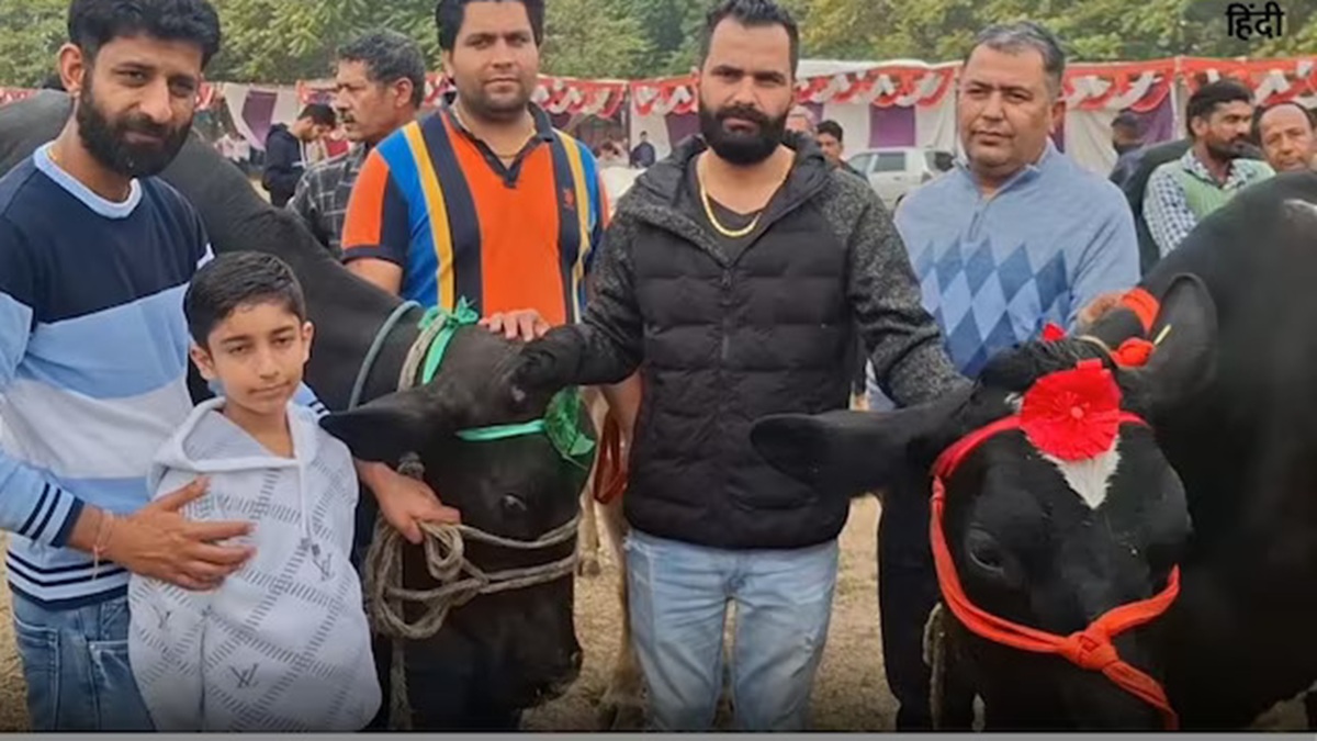 हरियाणा के पशुपालक सुनील की गायों ने लूटी महफिल, एशिया में सबसे ज्यादा दूध देने का बनाया रिकॉर्ड Karnal Cow