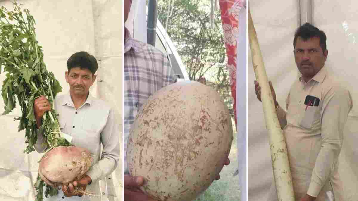हरियाणा के किसानों ने किया कमाल, उगा दिए 10 किलो के शलगम- कद्दू और 7 फीट की लौकी Kisan Mela Hisar