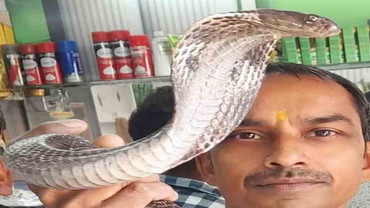 अंबाला के स्नेक मैन 'राजकुमार' को सांप पकड़ने का है शौक, चुटकियों में कर लेते हैं काबू Snake Man Ambala