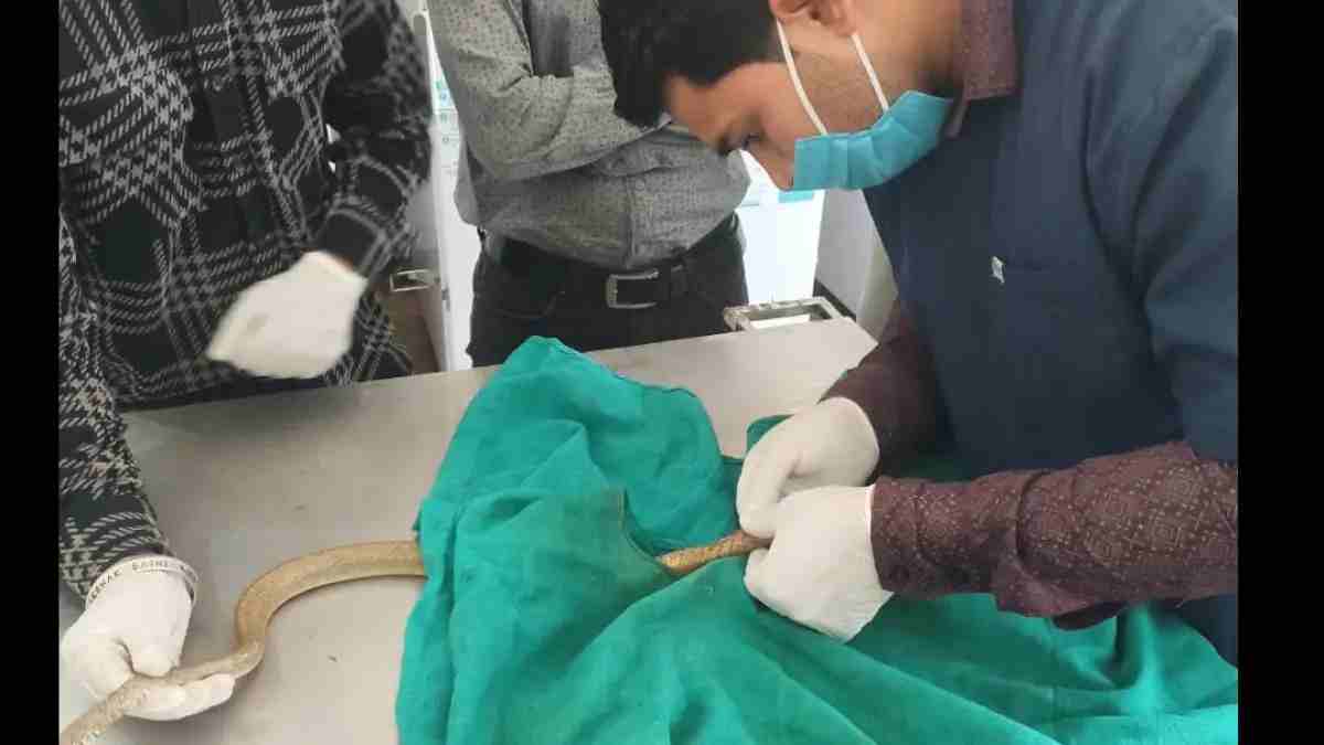 हरियाणा में डॉक्टरों की टीम ने की सांप की सर्जरी, बेहोश कर लगाए गए टांके; मुश्किल से बची जान Snake Operation