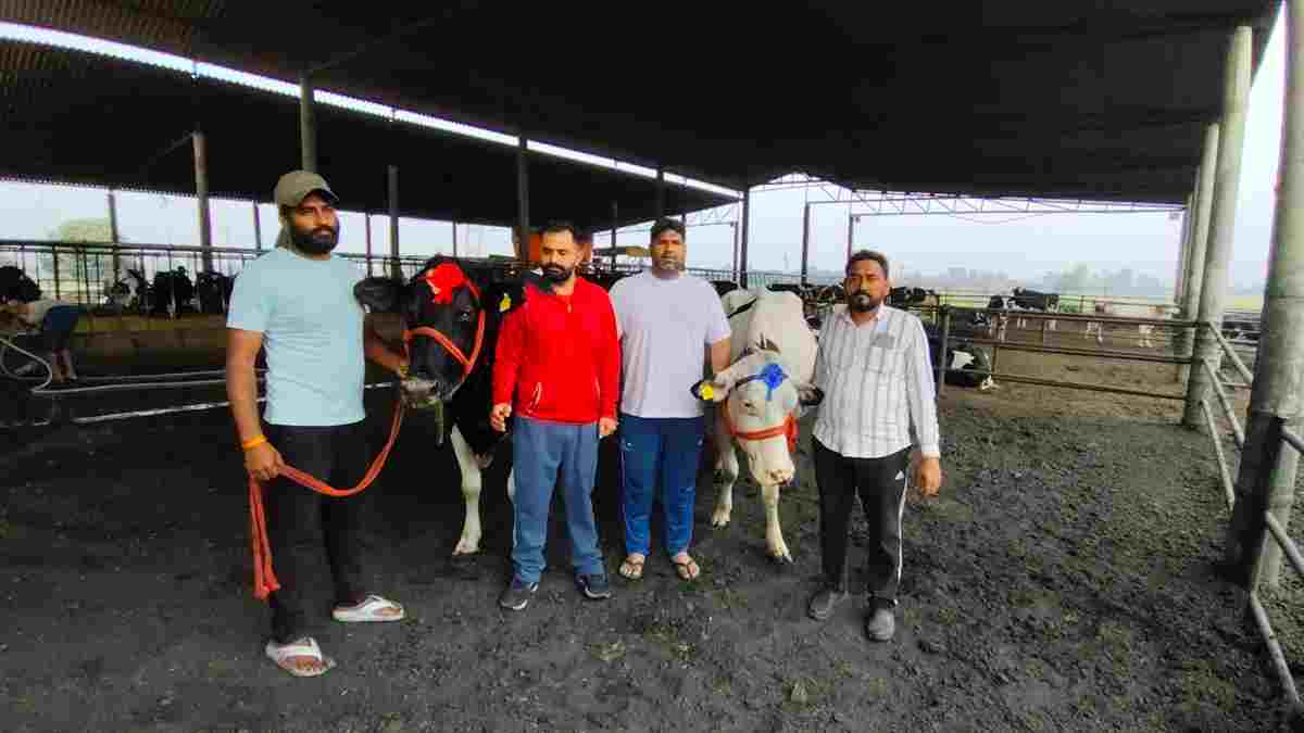 हरियाणा की 'सोनी' गाय ने हासिल की नई उपलब्धि, 27 घंटे में 87 किलो से ज्यादा दूध देकर बनाया नया एशिया रिकॉर्ड Soni Cow