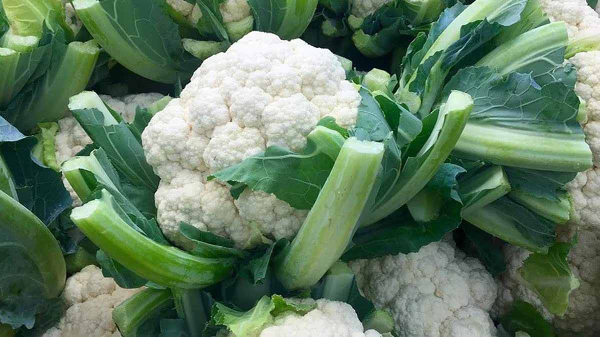 गोभी की खेती से किसान राजबीर के हुए वारे- न्यारे, आज लाखों रुपए में पहुंची कमाई Gobhi Cauliflower