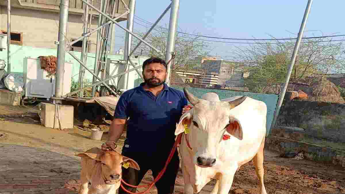 हरियाणा में देशी गाय यशोदा ने बनाया रिकॉर्ड, एक दिन में दिया 17 लीटर दूध Kaithal Cow
