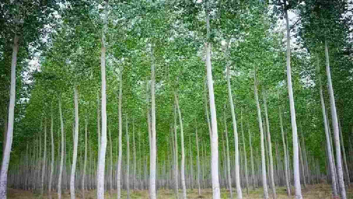 हरियाणा में वन विभाग खेतों में लगाएगा क्लोन सफेदा के पौधे, किसान कर सकते हैं दोहरी कमाई Safeda Farming