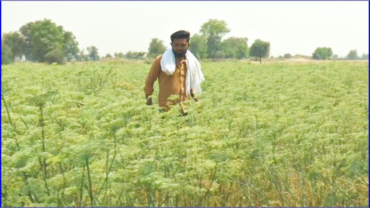सौंफ की खेती से मालामाल हुआ हरियाणा का किसान अमन गोदारा, बताया बिजाई का उपयुक्त समय Souf Ki Kheti Kisan
