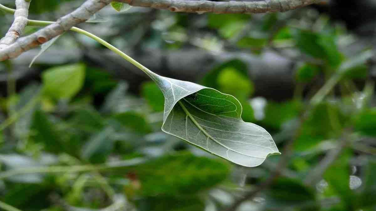 दिल्ली में घूमने जाएं, तो जरूर देखें यह श्रीकृष्ण से जुड़ा चमत्कारी स्थान; माना जाता है आशीर्वाद Makhan Katori Vat Vriksh Delhi