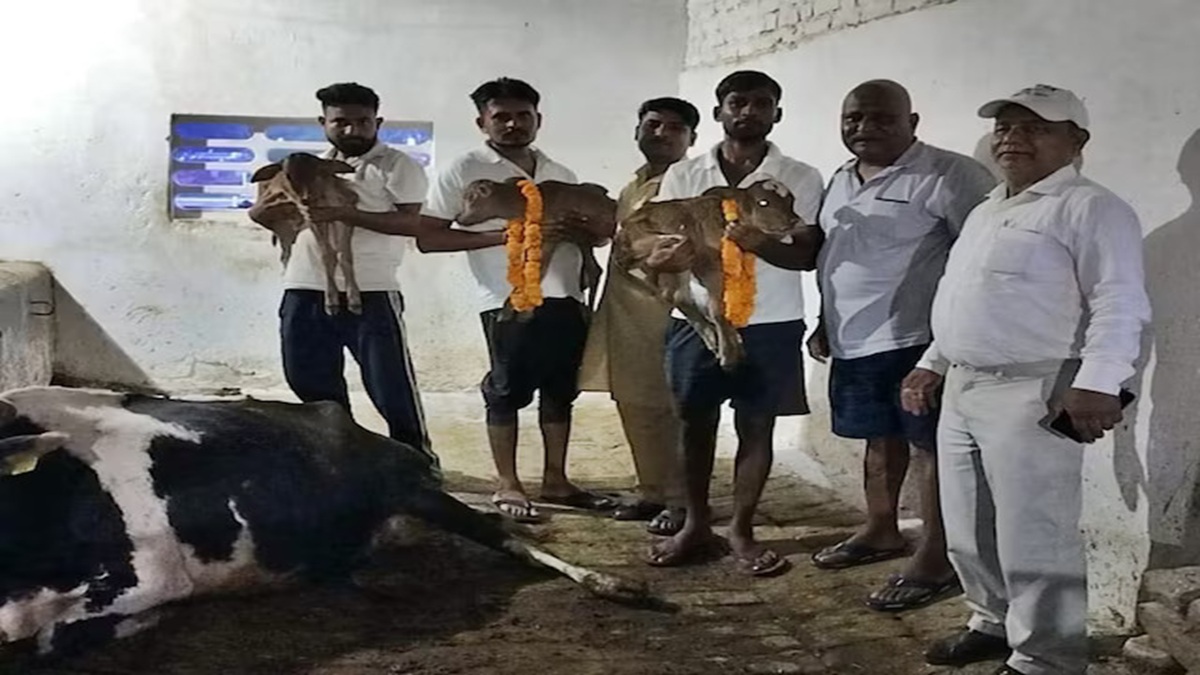 पंचकूला की गौशाला में हुआ अद्भुत चमत्कार, गाय ने एक साथ 4 बच्चों को दिया जन्म; देखने वालों का लगा तांता Panchkula Cow