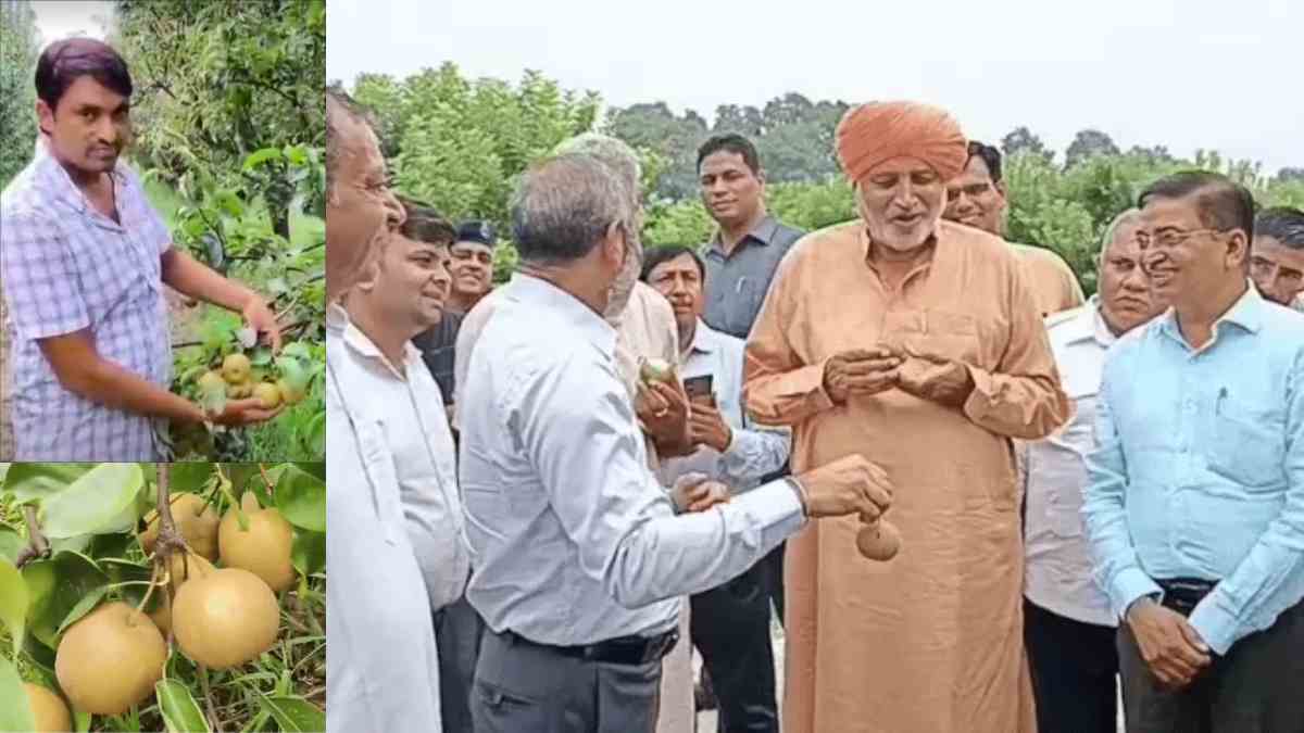 कुरुक्षेत्र फ्रूट फेस्टिवल में दिखा 'डॉलर फ्रूट' का जलवा, इजराइल की नाशपाती से किसान कर रहा लाखों में आमदनी Fruit Festival Kurukshetra