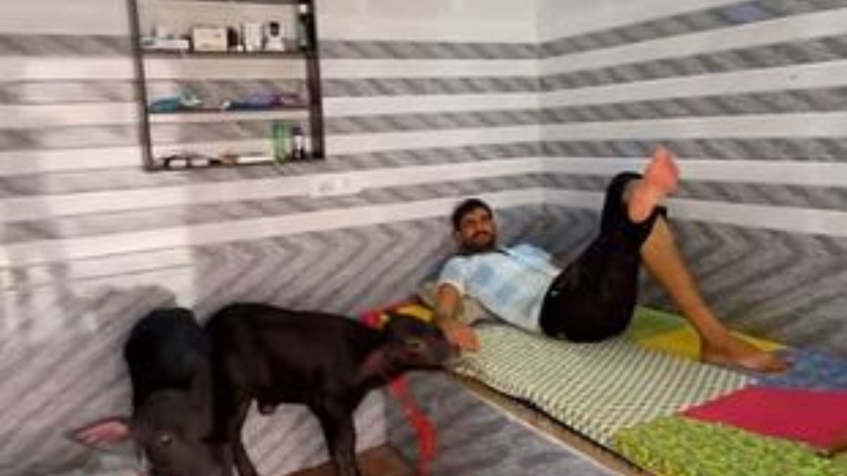 हरियाणा के किसान ने भैंसों के लिए तैयार किया लग्जरी कमरा, CCTV निगरानी और इमरजेंसी सुविधा भी की उपलब्ध MPNews 14