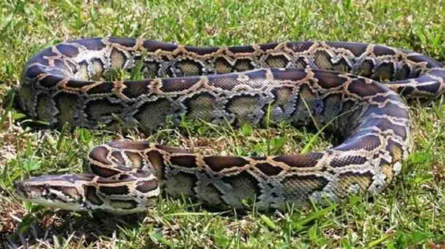 यमुनानगर के खेतो में दिखा 15 फीट लंबा अजगर, ग्रामीणों में मचा हड़कंप Ajgar Snake