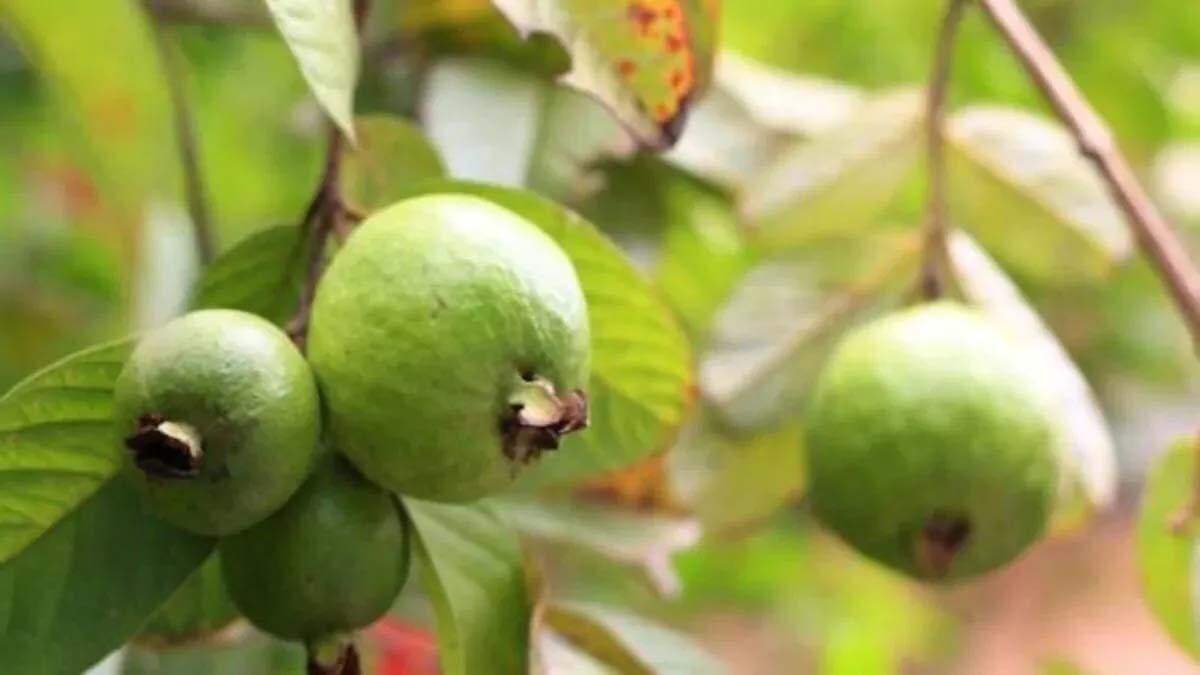 अमरूद में गुड़ जैसी मिठास मगर देखभाल में दिन- रात की मेहनत, किसान सोनू 3 वैरायटी की कर रहा खेती Amrudh Guava