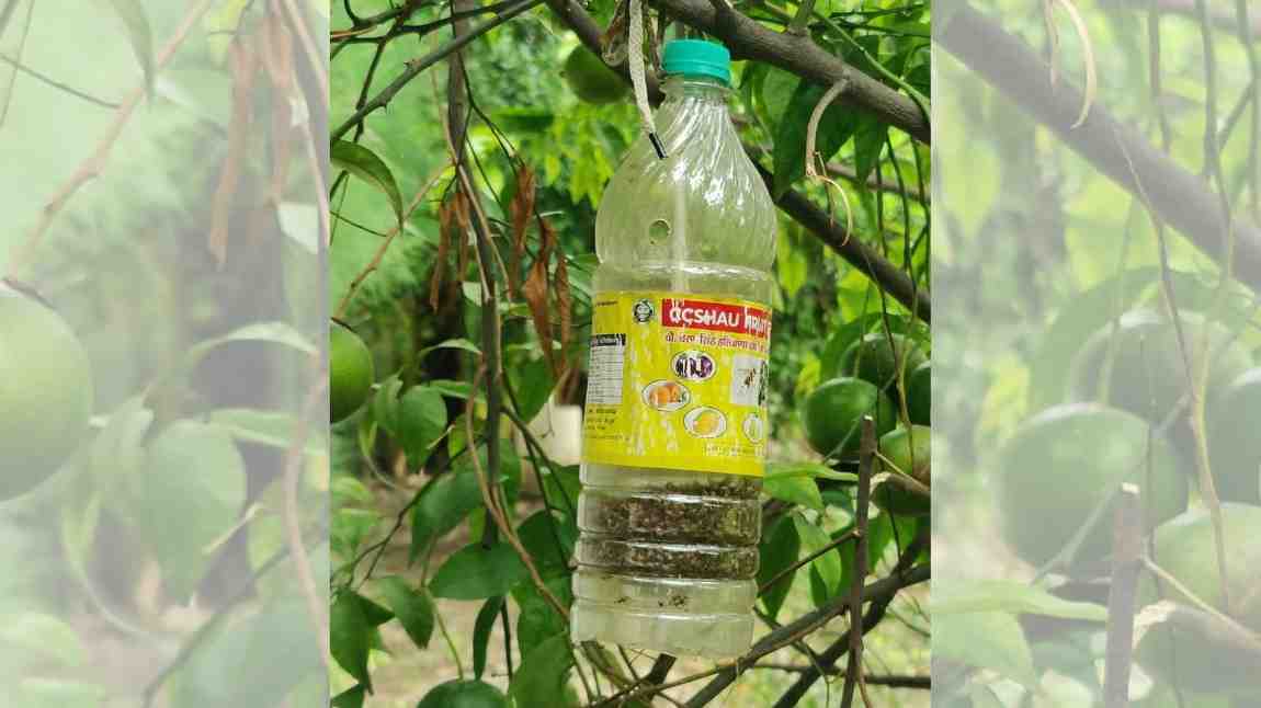 बागवानी फसलों में कीटों की समस्या से मिलेगा छुटकारा, HAU ने विकसित किया सबसे सस्ता फ्रूट फ्लाई ट्रैप Fruit Flip Trap