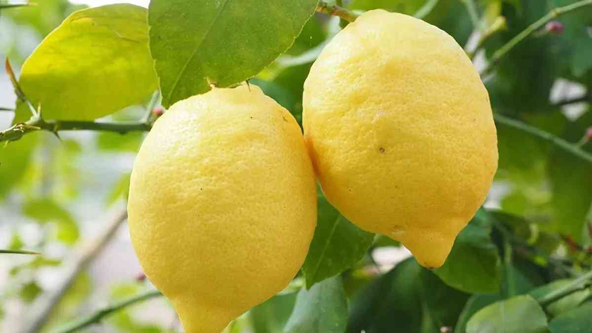 ताइवानी नींबू की खेती ने बदली फरीदाबाद की महिला किसान की तकदीर, जानें लागत और प्रॉफिट का गणित Taiwan Lemon