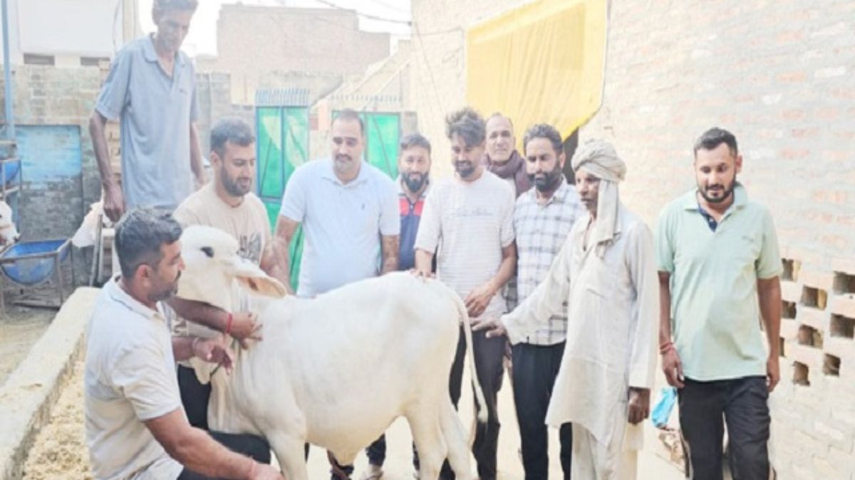कैथल में 11 महीने की थारपारकर बछड़ी ने किसान को किया मालामाल, लगभग 2 लाख रुपए में बिकी Kithal Cow News
