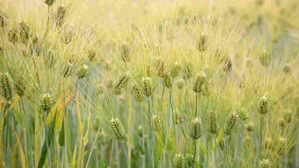 37 साल बाद कृषि वैज्ञानिकों ने रचा इतिहास, विकसित की छिलका रहित जौ की नई किस्म; औषधीय गुणों की भरमार Barley Jau