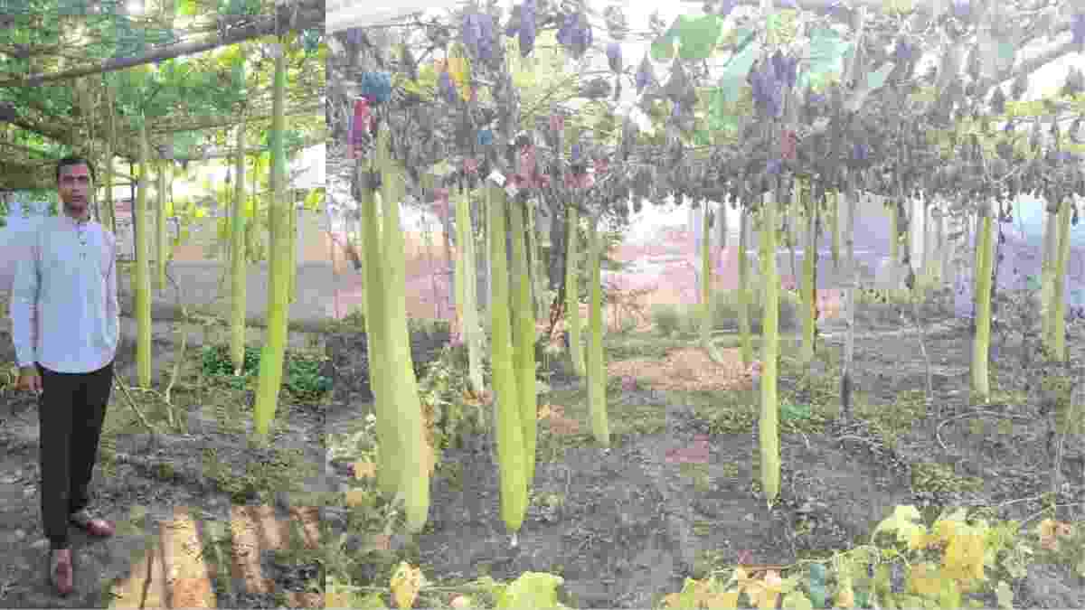 सुर्ख़ियों में छाया फतेहाबाद जिले का किसान रवि, खेत में लगी लौकी का साइज देखकर चौंक जाएंगे आप; लाखों में कमाई Ravi Kisan Fatehabad