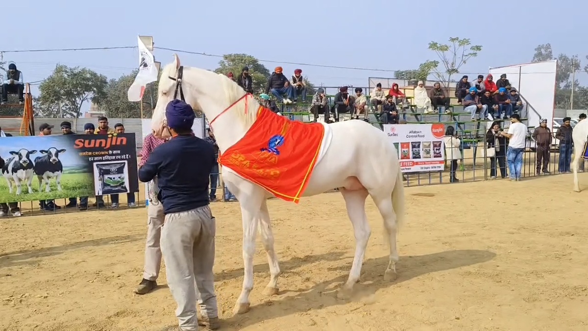 कुरुक्षेत्र पशु मेले में मारवाड़ी नुकरे घोड़े 'काका' ने लुटी महफिल, कीमत जानकर होगी हैरानी Horse Kaka