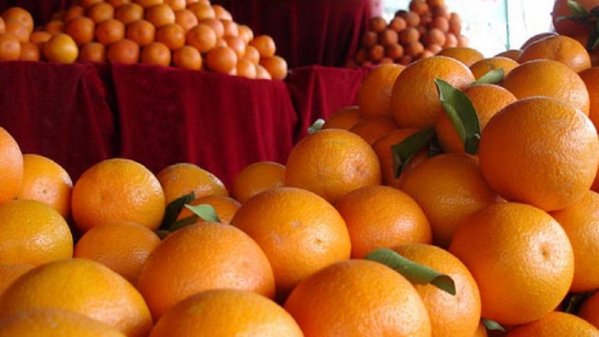 हरियाणा में किन्नू उत्पादक किसानों को जूस प्रोसेसिंग प्लांट का तोहफा, आधुनिक सुविधाओं से होगा लैस Kinnow Farming