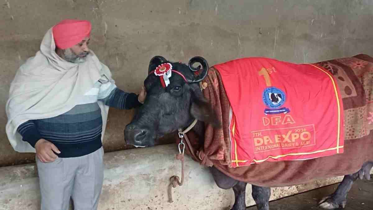 कुरूक्षेत्र मेले में बिल्लू की 'सुंदरा' भैंस ने जमाई धाक, पहले ट्रैक्टर अब जीती बुलेट मोटरसाइकिल Sundra Bhains