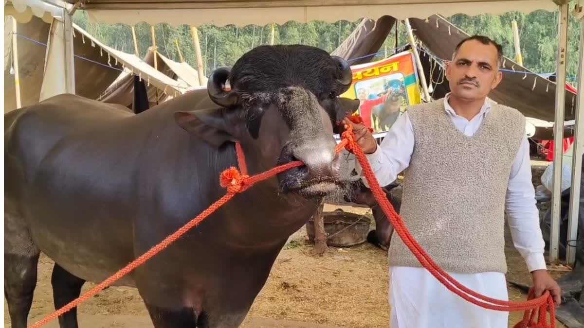 कुरुक्षेत्र पशु मेले में 'कुबेर' झोटे की खूबसूरती ने बांधा समां, कीमत जानकर उड़ जाएंगे आपके होश Kuber Buffaloo Cow
